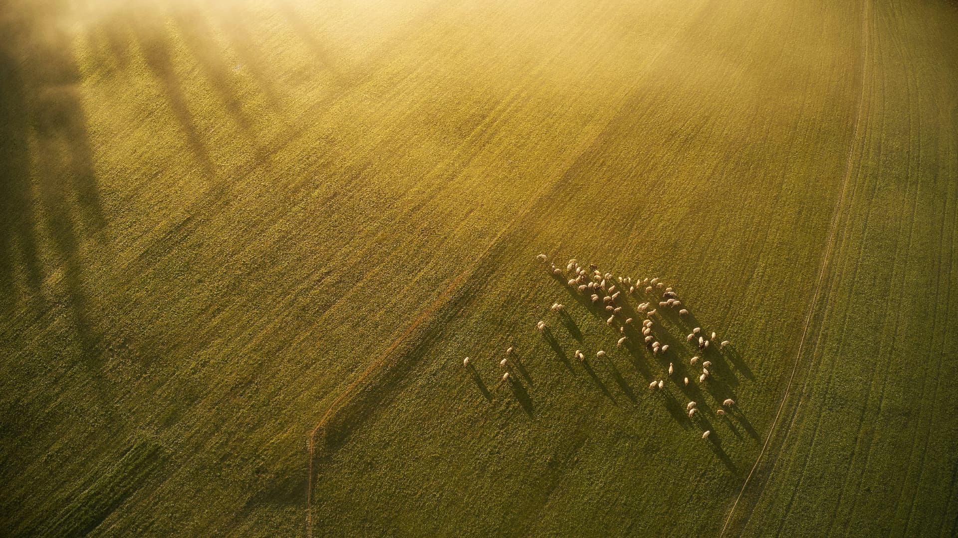 Open pasture at sunrise, the Feed the Flock conference image